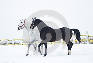 Black and white spotted horse in the paddock
