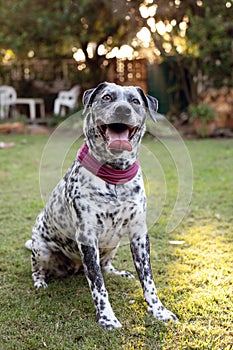 Black and white spotted shelter dog in a garden