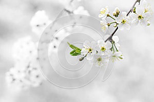 Black and white spring flowers. Highlighting one yellow