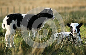 Black and white spring lambs