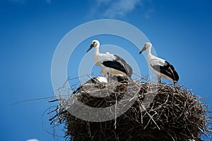 Black and white storks in nest on blue sky background