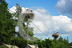 Black and white storks in nest on blue sky background