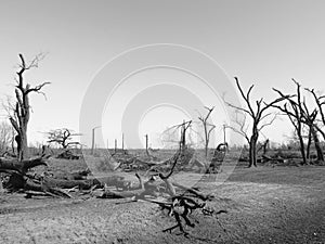 Black & White Storm Damage