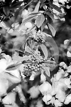 Black and white Stramvaesia dividiana, the Chinese Photinia with Bookeh. Leipzig, Germany, Europe.