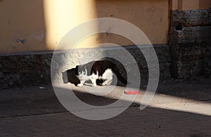 Black and white stray cat in the alleyway, illuminated by sun