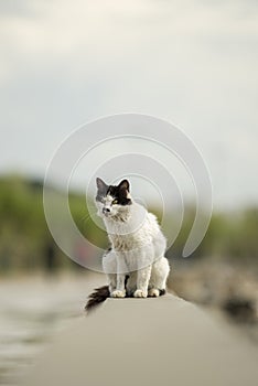 Black and white stray cat sitting