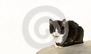 Black and white stray cat sitting in the sun