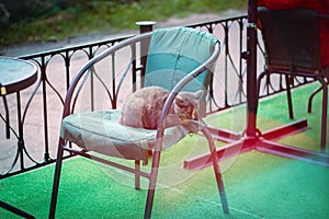 Black and white stray cat on a stool