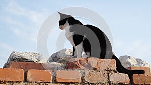A black and white street cat sits on a brick wall in Belgrade in the old town of Zemun. A kitten on a walk outside on a