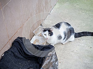 Black and white street cat sits near an impromptu bowl of food next to a box covered with old clothes photo