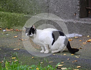 Black-and-white street cat walks near a gray wall