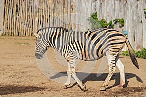 Black and white striped animal Zebra - Equus