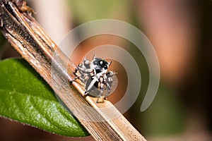 Black and White striped Jumping spider salticidae sitting on a leaf, Madagascar