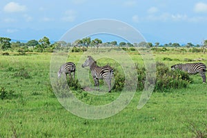 Striped Wild African Zebras