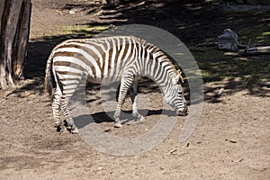 Black and white striped zebra grazes on a small patch of grass