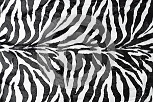black white stripes real zebra