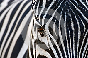 Black With White Stripes Or White With Black Stripes