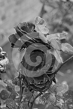 Black and white study- rose flowers abd rose plants