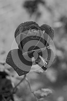 Black and white study- rose flowers abd rose plants