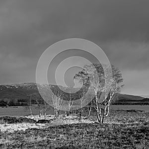 Black and white stunning Winter landscape of dramatic Rannoch Moor in Scottish Highlands