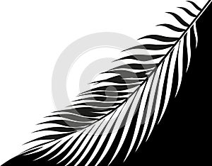 Black and white stylized drawing of a tropical palm leaf. . illustration