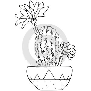 Black and white stylized flowering Echinopsis with spines and flowers. Home tropical parting in a patterned pot. Scandinavian styl