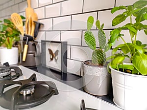 Black and white subway tiled kitchen with numerous plants and framed taxidermy insect art