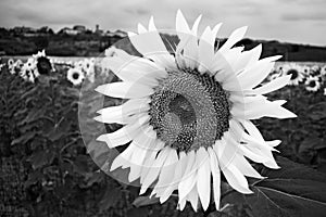 Black and White Sunflower