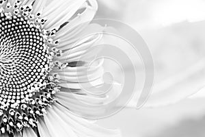 black & white sunflower background