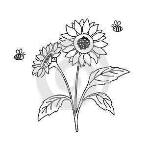 Black and white sunflower and cute honey bee. Outline botanical hand drawn illustration isolated on white.