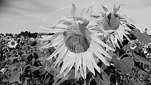 Black and white sunflower field. Sunflowers used as background