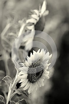 Black and white sunflower photo