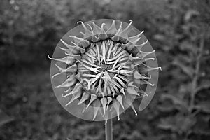 Black & white sunflower on plant