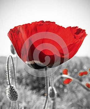 Black and white sunflower and poppy flower