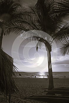 BLACK and white  Sunset over pacific ocean, Mexico  with palm trees