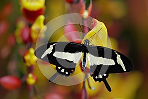 Black and white swallowtail butterfly. Insect in the nature habitat, red and yellow liana flower, Indonesia, Asia. Red and yellow