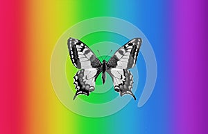 Black and white swallowtail butterfly on rainbow colorful background