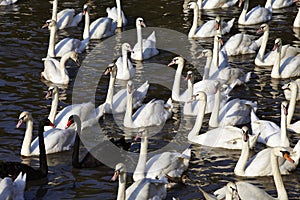 En blanco y negro cisne 