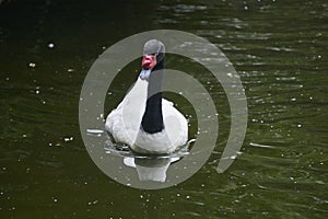 Black and white swan with red beak swimming in pond