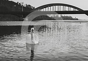 Black and white - Swan on the river with reflection in crystal blue water and bridge on background. Illuminated Swan posing on