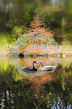 Black and white swans touching beaks in heart shape