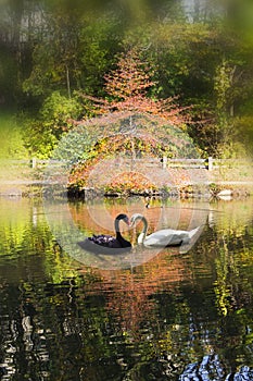 Black and white swans touching beaks in heart shape photo