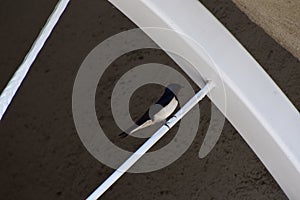 black and white swift