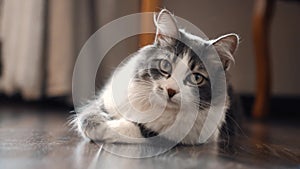 Black and white tabby cat