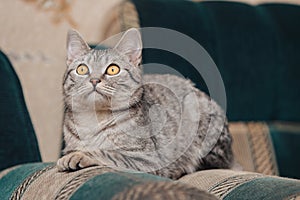 Black and white tabby cat with orange eyes. The cat is lying on a sofa or armchair