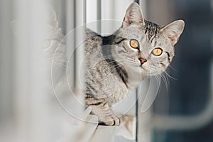 A black and white tabby cat stands with its front paws at the edge of the window and looks out into the street in bright sunny