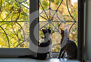 Black and white and tabby cats sitting on the window sill