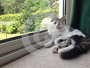 Black and White Tabby Longhair sitting in a window