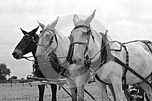 Black and White: Team of three harnessed mules