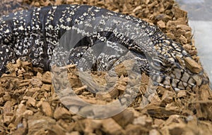 Black and white tegu , Argentine giant tegu, Tupinambis merianae in a glass cage photo